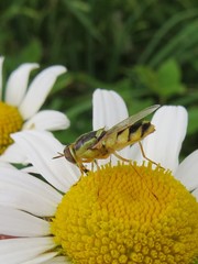 Odontomyia cincta