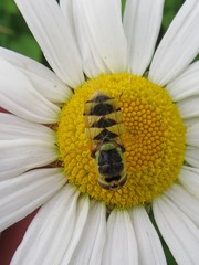 Odontomyia cincta
