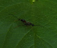 Aulacidae