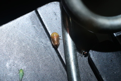 Clastoptera testacea