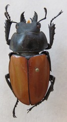 Neolucanus robustus