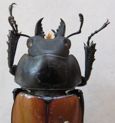 Neolucanus robustus
