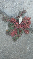 Euphorbia maculata
