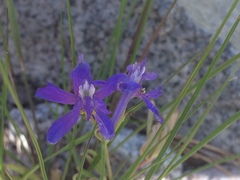 Delphinium depauperatum