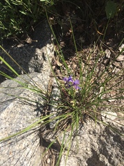 Delphinium depauperatum