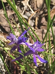 Delphinium depauperatum