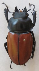 Neolucanus robustus