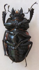Neolucanus robustus
