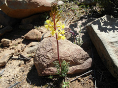 Bulbine torta