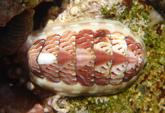 Tonicella