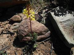 Bulbine torta