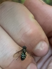 Dasysyrphus intrudens