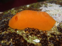 Aldisa sanguinea