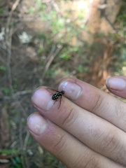 Dasysyrphus intrudens
