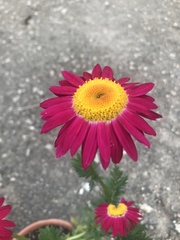 Argyranthemum frutescens