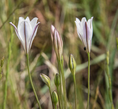 Triteleia peduncularis