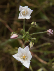 Triteleia peduncularis