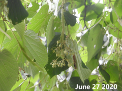 Tilia mandshurica