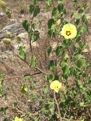 Gossypium davidsonii
