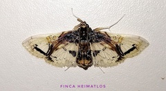 Compacta nigrolinealis