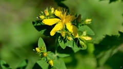Hypericum perforatum