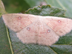 Cyclophora albipunctata