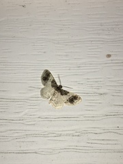 Hydrelia condensata