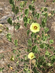 Gossypium davidsonii