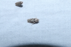 Pseudotelphusa palliderosacella