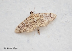 Haritalodes
