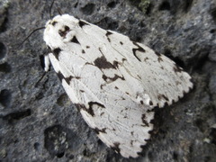 Lymantria monacha