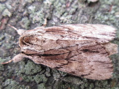 Shaka atrovittatus