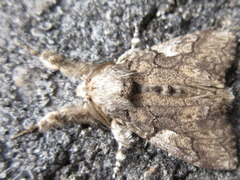 Calliteara conjuncta