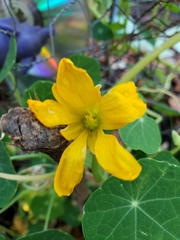 Tropaeolum majus