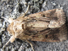 Spodoptera depravata
