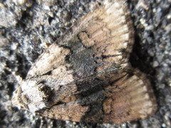 Cranionycta jankowskii