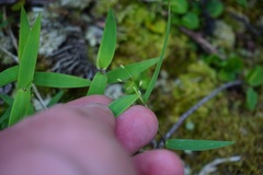 Dichanthelium sphaerocarpon