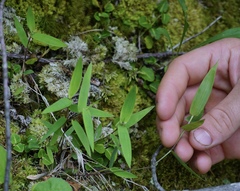 Dichanthelium sphaerocarpon