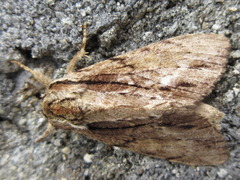 Shaka atrovittatus