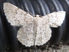 Pingasa pseudoterpnaria