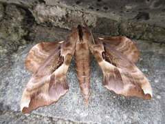 Phyllosphingia dissimilis