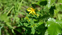 Hypericum perforatum