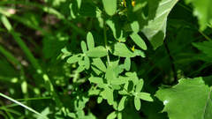 Hypericum perforatum
