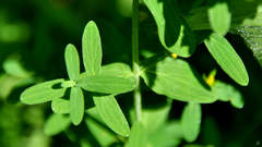 Hypericum perforatum