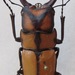Prosopocoilus suturalis - Photo (c) jmmaes, algunos derechos reservados (CC BY-SA), subido por jmmaes