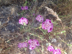 Clarkia williamsonii