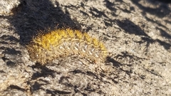 Hemileuca eglanterina