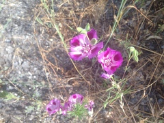 Clarkia williamsonii
