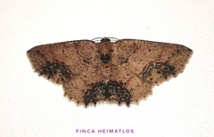 Isochromodes atristicta