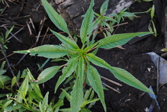 Amaranthus cannabinus